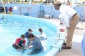 Dolphin Tale Photo