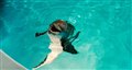 Dolphin Tale Photo