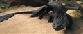 How to Train Your Dragon Photo