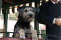 Lady and the Tramp (Disney+) Photo