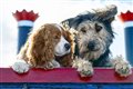 Lady and the Tramp (Disney+) Photo
