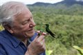 Life in Color with David Attenborough (Netflix) Photo