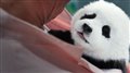 Panda Plan Photo