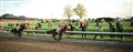 Seabiscuit Photo