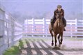 Seabiscuit Photo