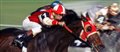 Seabiscuit Photo