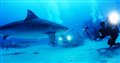 Sharkwater Extinction Photo