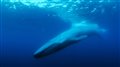 The Loneliest Whale: The Search for 52 Photo