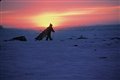 The Snow Walker Photo