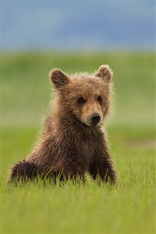 Bears Photo 7 - Large