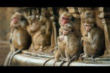Le royaume des singes Photo 5