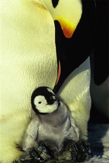 March of the Penguins Photo 16