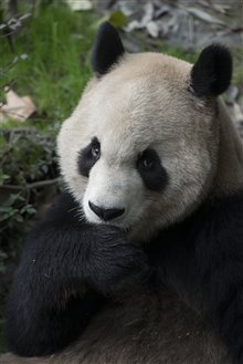Pandas Photo 28