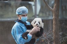 Pandas : L'expérience IMAX Photo 3