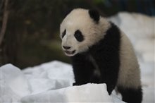 Pandas : L'expérience IMAX Photo 4