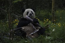 Pandas : L'expérience IMAX Photo 6