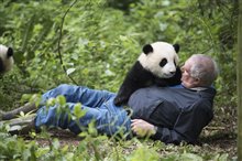 Pandas : L'expérience IMAX Photo 8