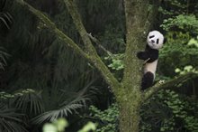 Pandas : L'expérience IMAX Photo 9