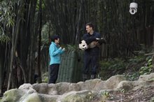 Pandas : L'expérience IMAX Photo 10