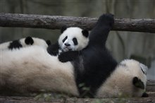 Pandas : L'expérience IMAX Photo 11