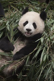 Pandas : L'expérience IMAX Photo 24