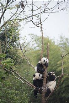 Pandas : L'expérience IMAX Photo 26