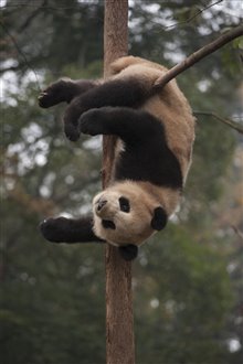 Pandas : L'expérience IMAX Photo 28
