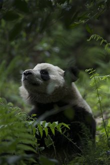 Pandas : L'expérience IMAX Photo 30