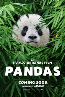 Pandas : L'expérience IMAX Photo 32