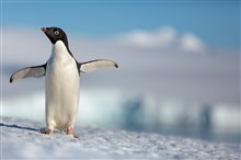 Penguins Photo 1