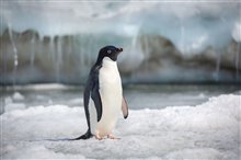 Penguins Photo 7