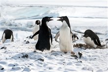 Penguins Photo 8