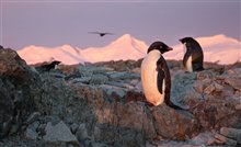 Penguins Photo 10