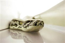 Serpents à bord Photo 18