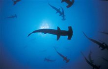 Sharkwater Photo 5 - Large