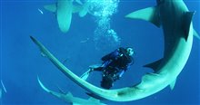 Sharkwater Extinction - Le film Photo 3