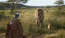 The Lion King Photo 17
