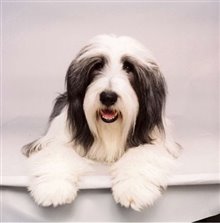 The Shaggy Dog Photo 21 - Large