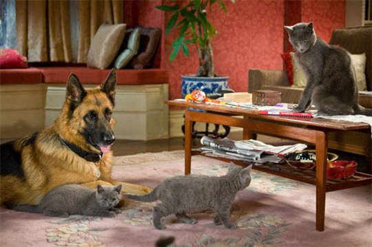 Chats et chiens : La revanche de Kitty Galore Photo 8 - Grande
