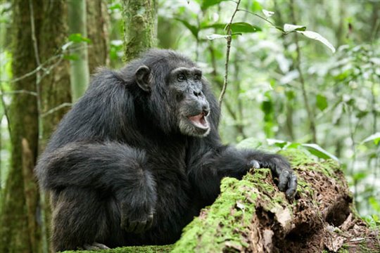 Chimpanzee Photo 8 - Large