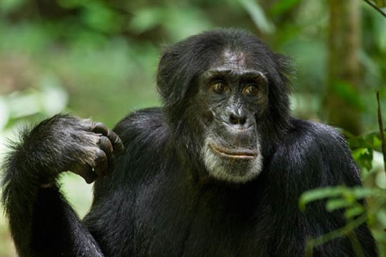 Chimpanzee Photo 10 - Large
