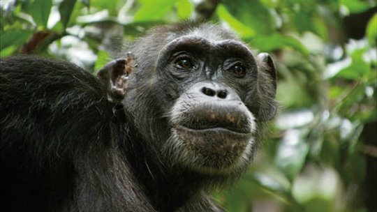 Chimpanzee Photo 22 - Large
