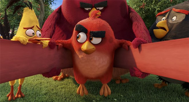 Angry Birds : Le film Photo 33 - Grande
