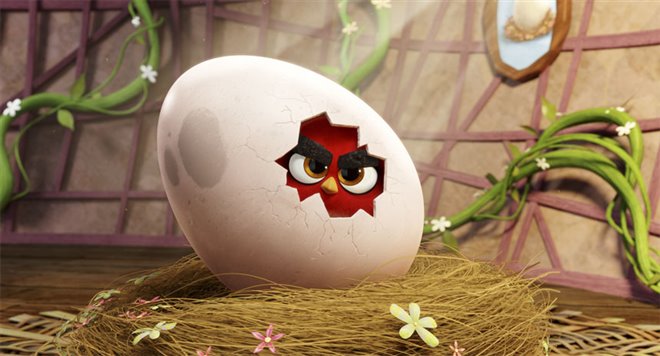 Angry Birds : Le film Photo 39 - Grande