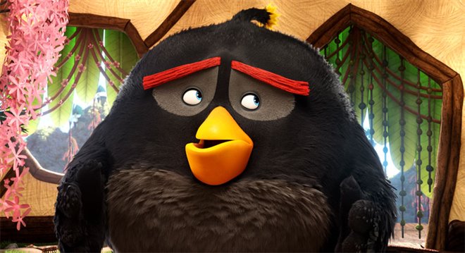 Angry Birds : Le film Photo 6 - Grande