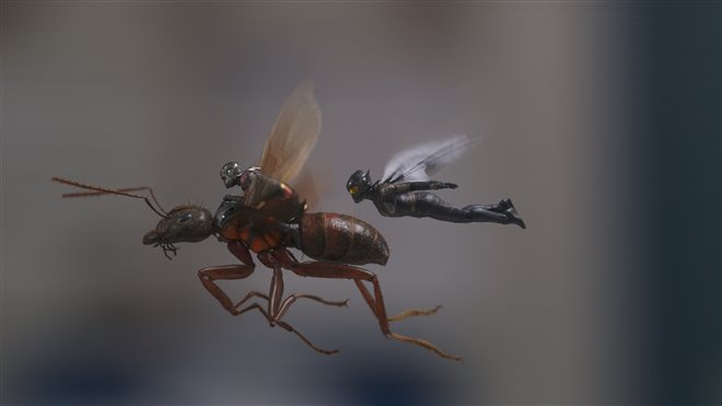 Ant-Man et la Guêpe Photo 7 - Grande