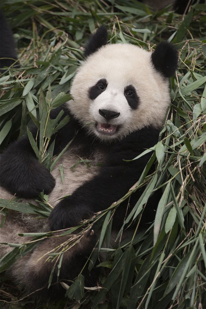 Pandas Photo 16 - Large