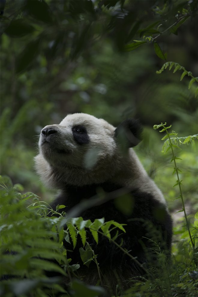 Pandas  Edmonton Movies