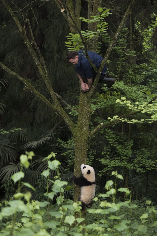 Pandas Photo 24 - Large
