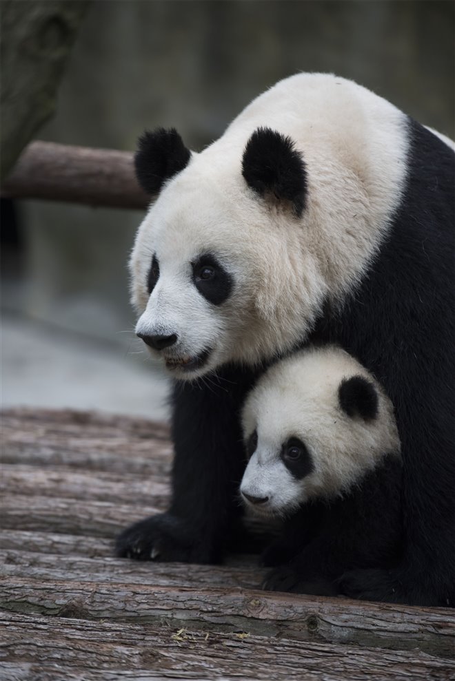 Pandas  Edmonton Movies